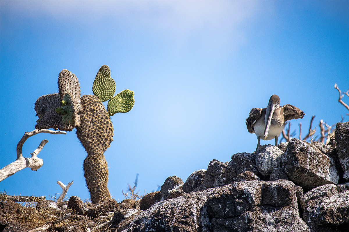 Galapagos Sky