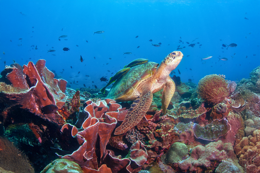 Puerto Galera 5th-12th July 2026