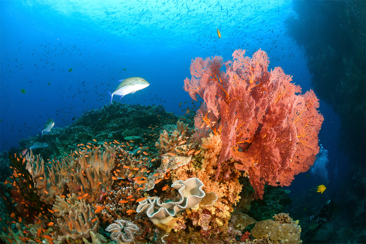 Volivoli Beach Resort