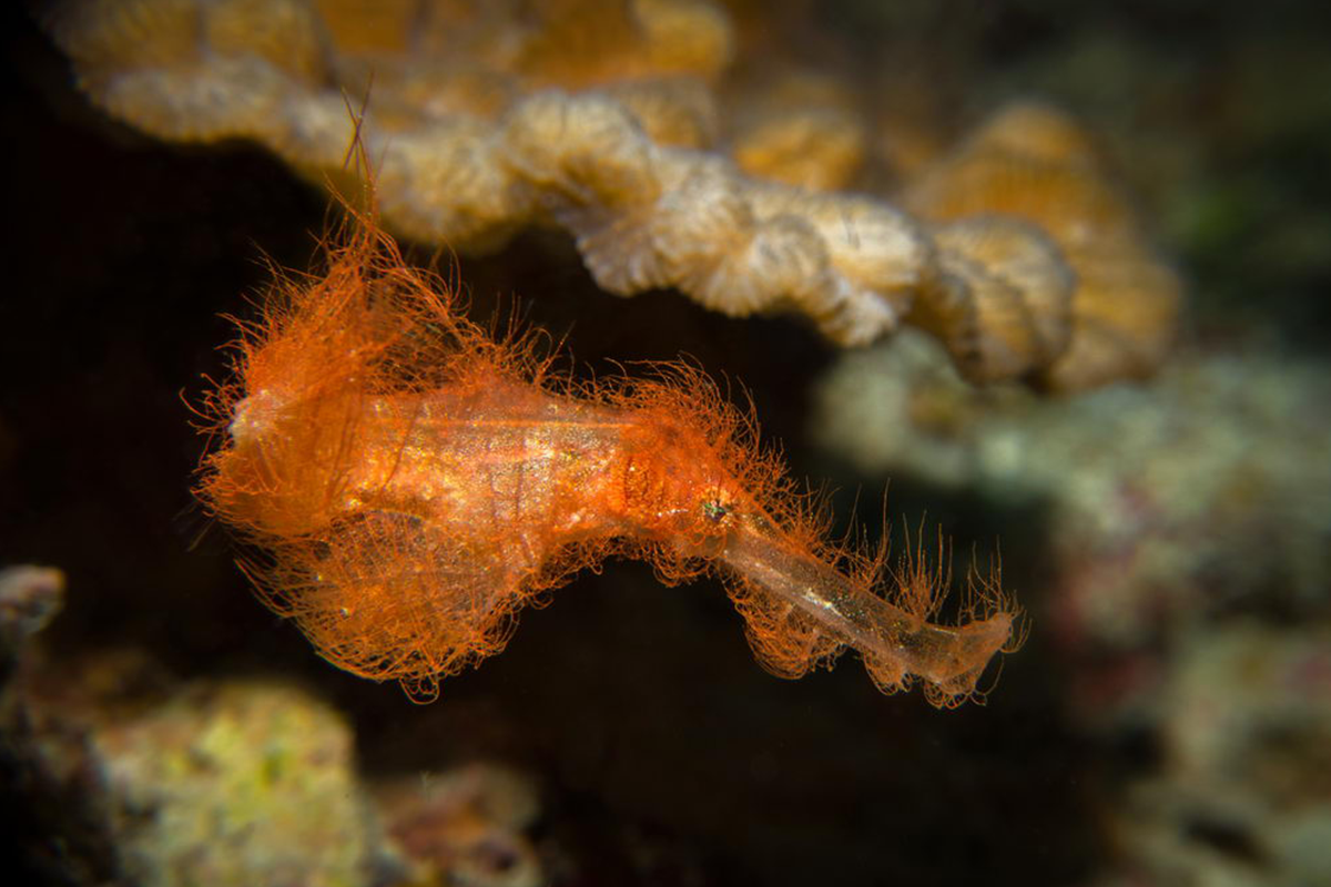 Volivoli Beach Resort