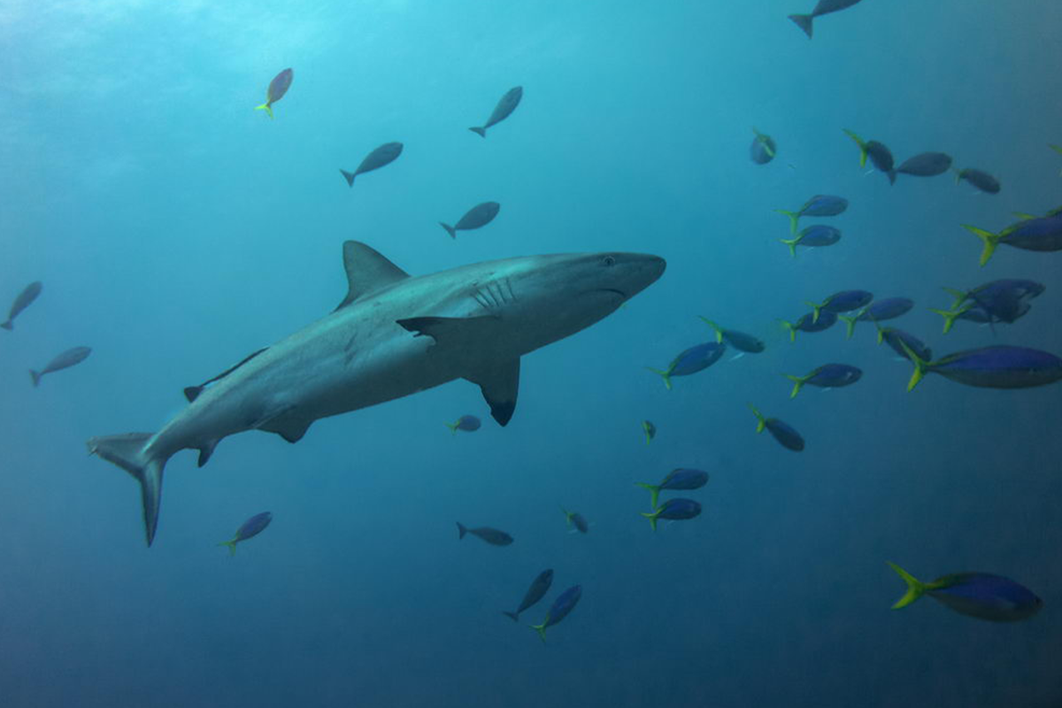 Volivoli Beach Resort