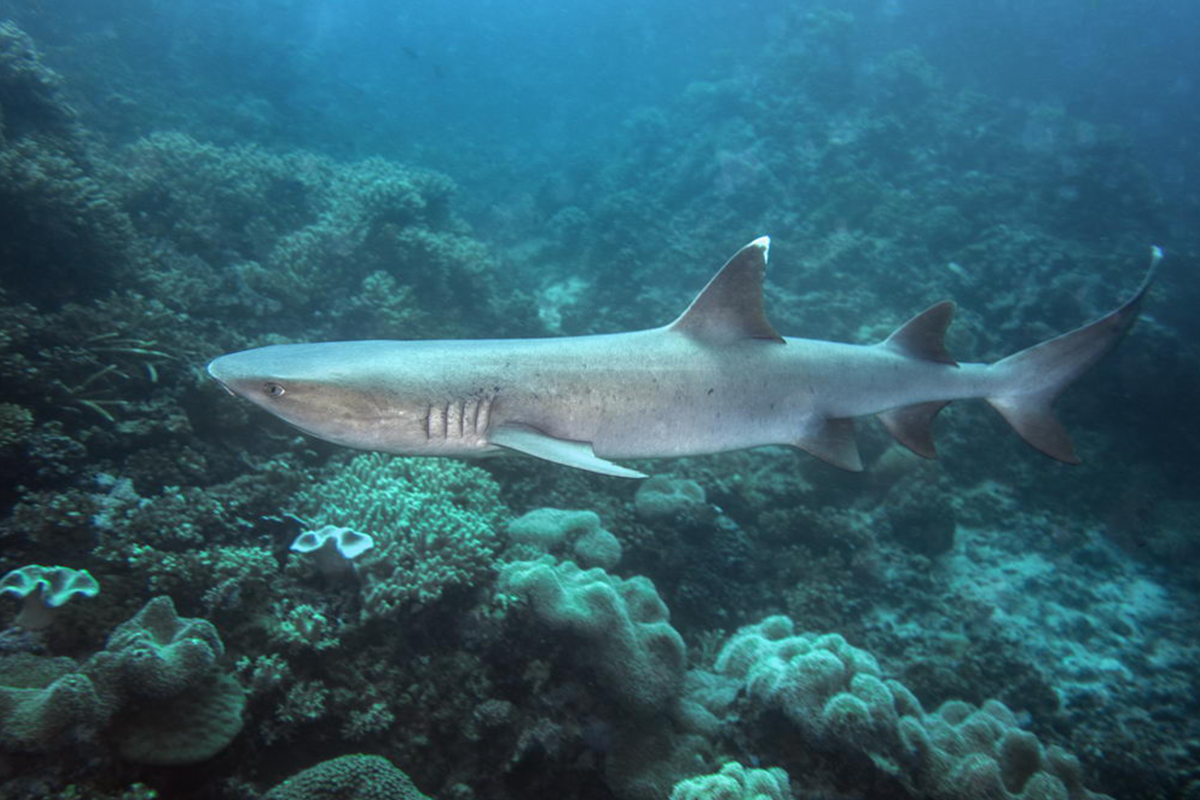 Volivoli Beach Resort