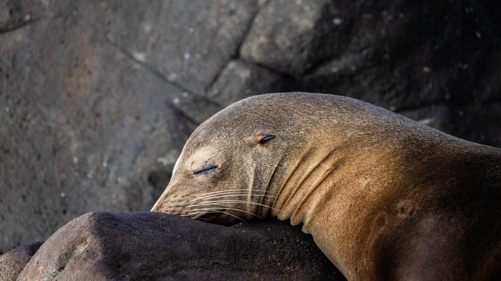 A Seal sleeping on the rocky shore of San Cristobal, Galapagos. Photo by Nomadic Scuba copyright 2023