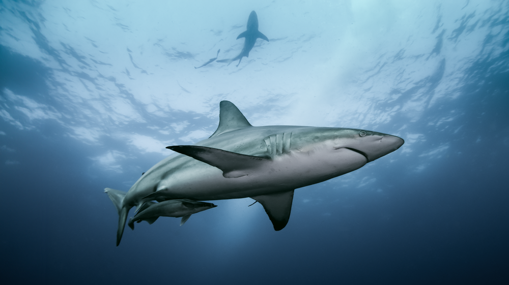 Pelagic Oceanic Black Tip Reef shark photgraphed in AliwolShoal, South Africa 2018 by Matt Waters