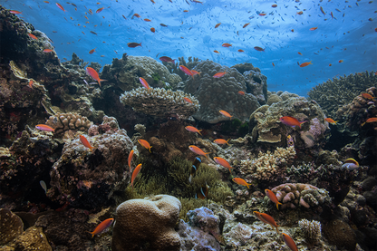 Scuba IQ