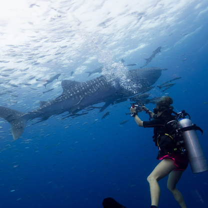 Big Blue Diving Koh Tao